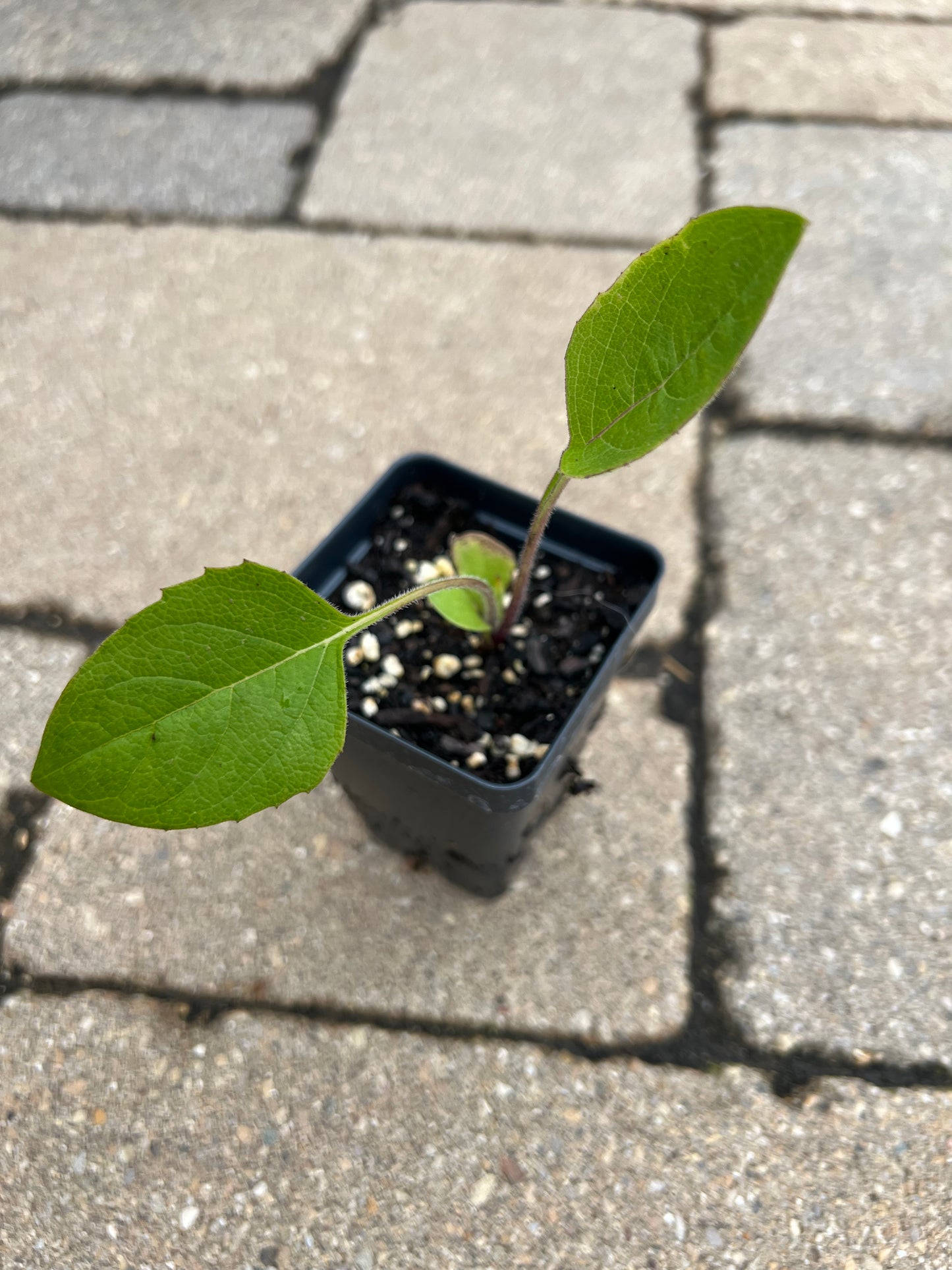 Cup Plant (Silphium perfoliatum)