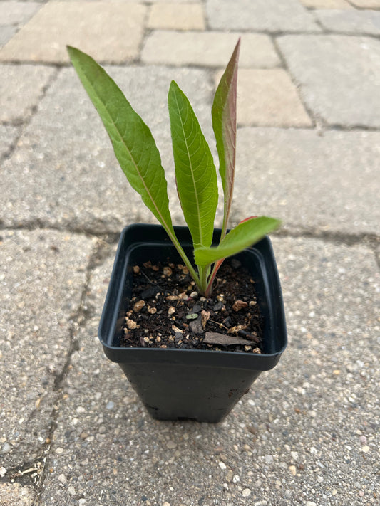 Evening Primrose (Oenothera biennis)