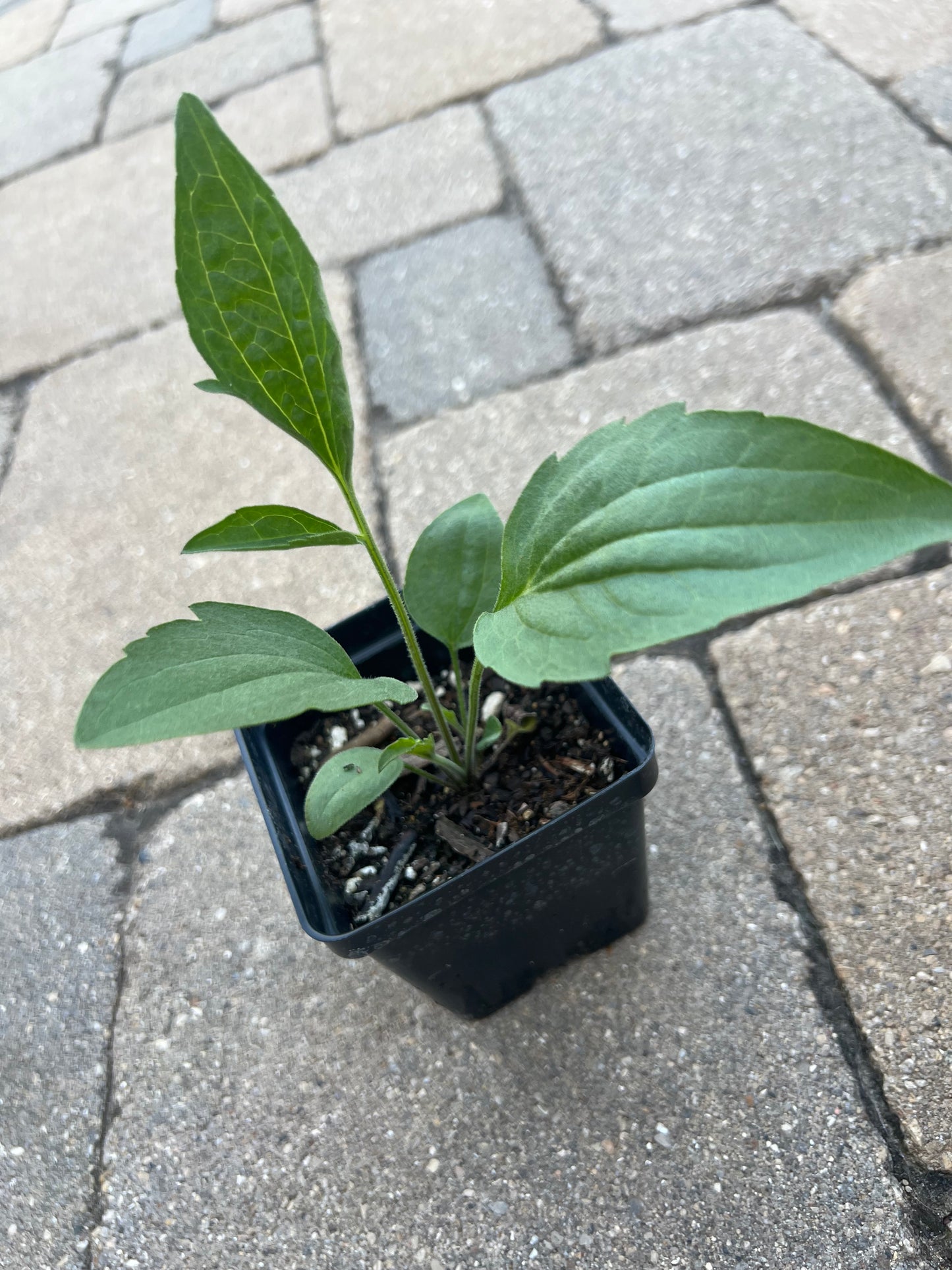 Yellow Coneflower (Ratibida pinnata)