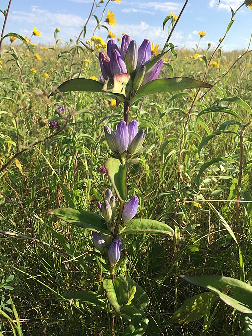 Bottle Gentian (Gentiana andrewsii)