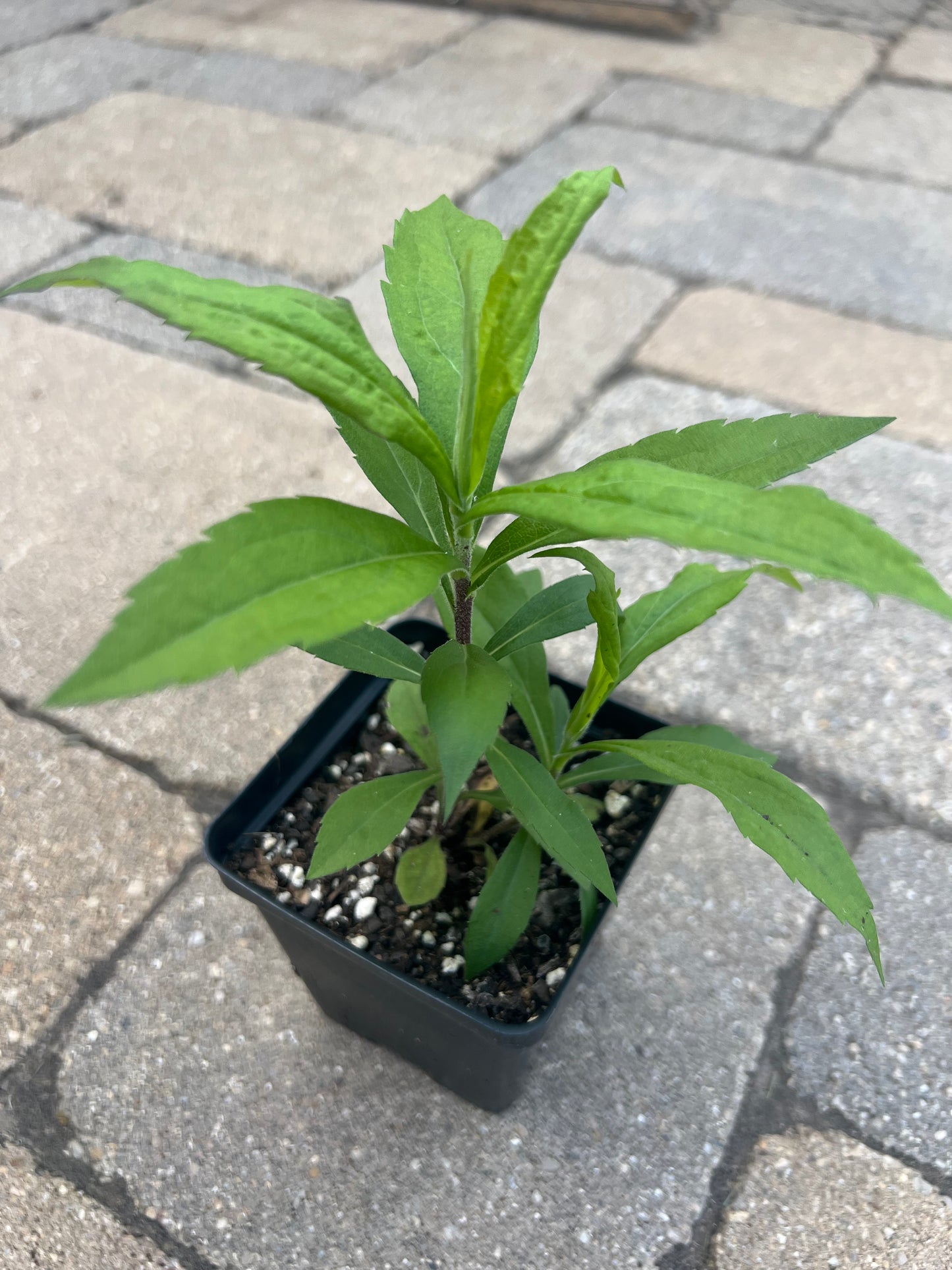Canada Goldenrod (Solidago canadensis)