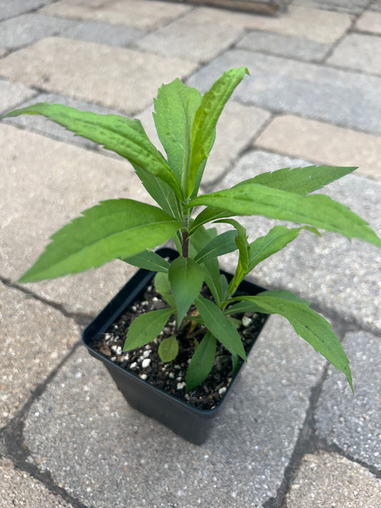 Canada Goldenrod (Solidago canadensis)