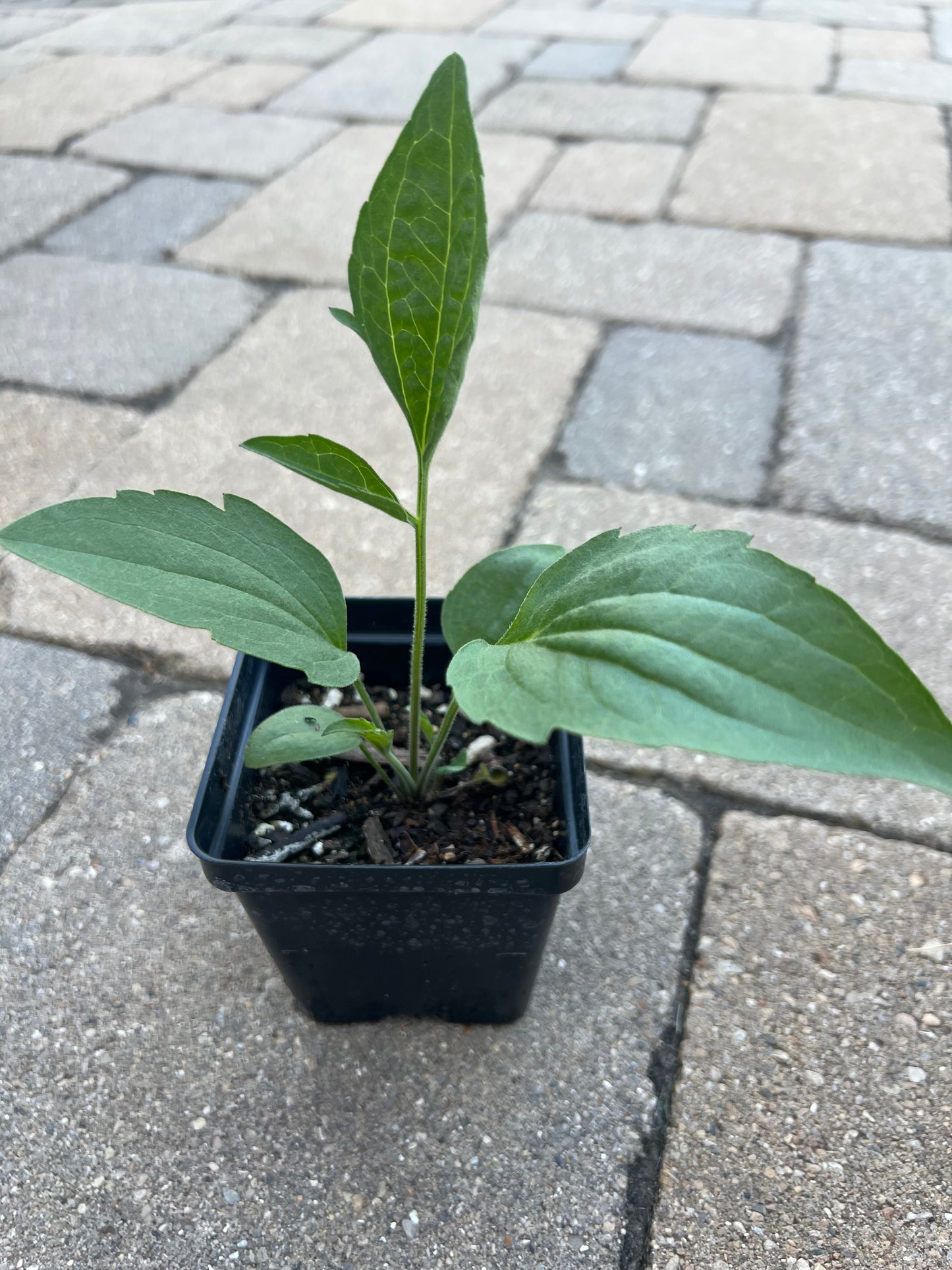Yellow Coneflower (Ratibida pinnata)