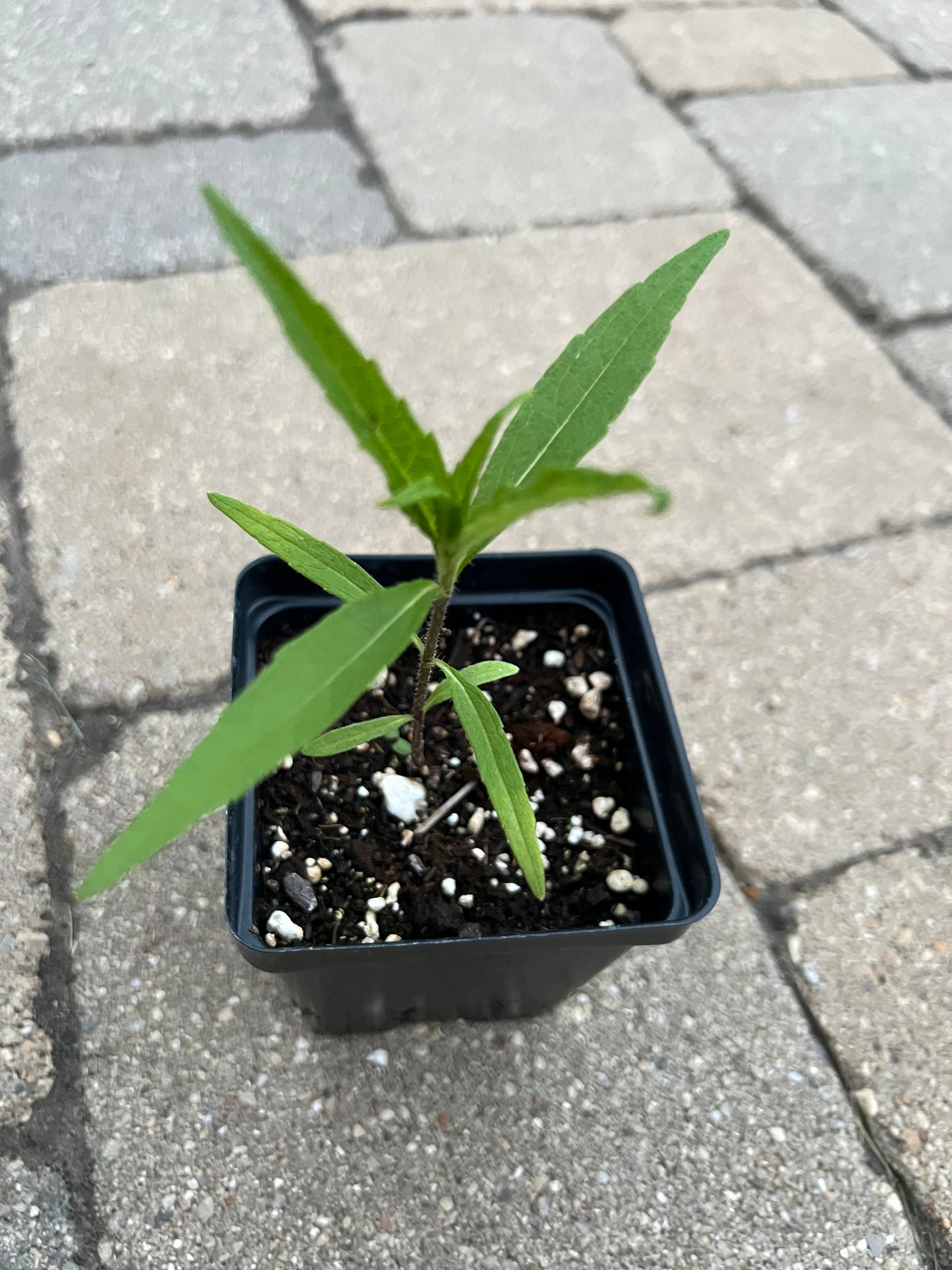 Sawtooth Sunflower (Helianthus grosseserratus)