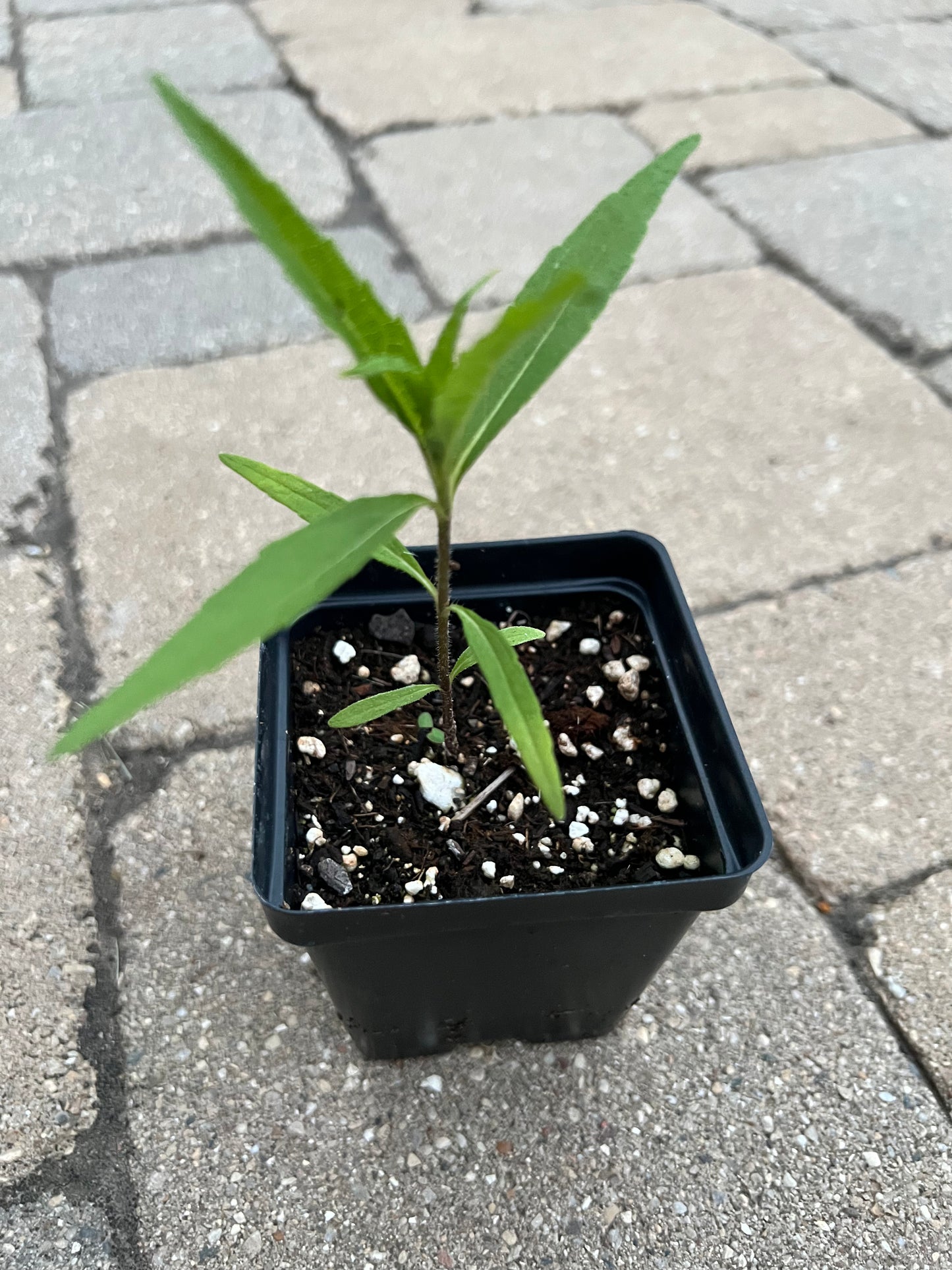 Sawtooth Sunflower (Helianthus grosseserratus)