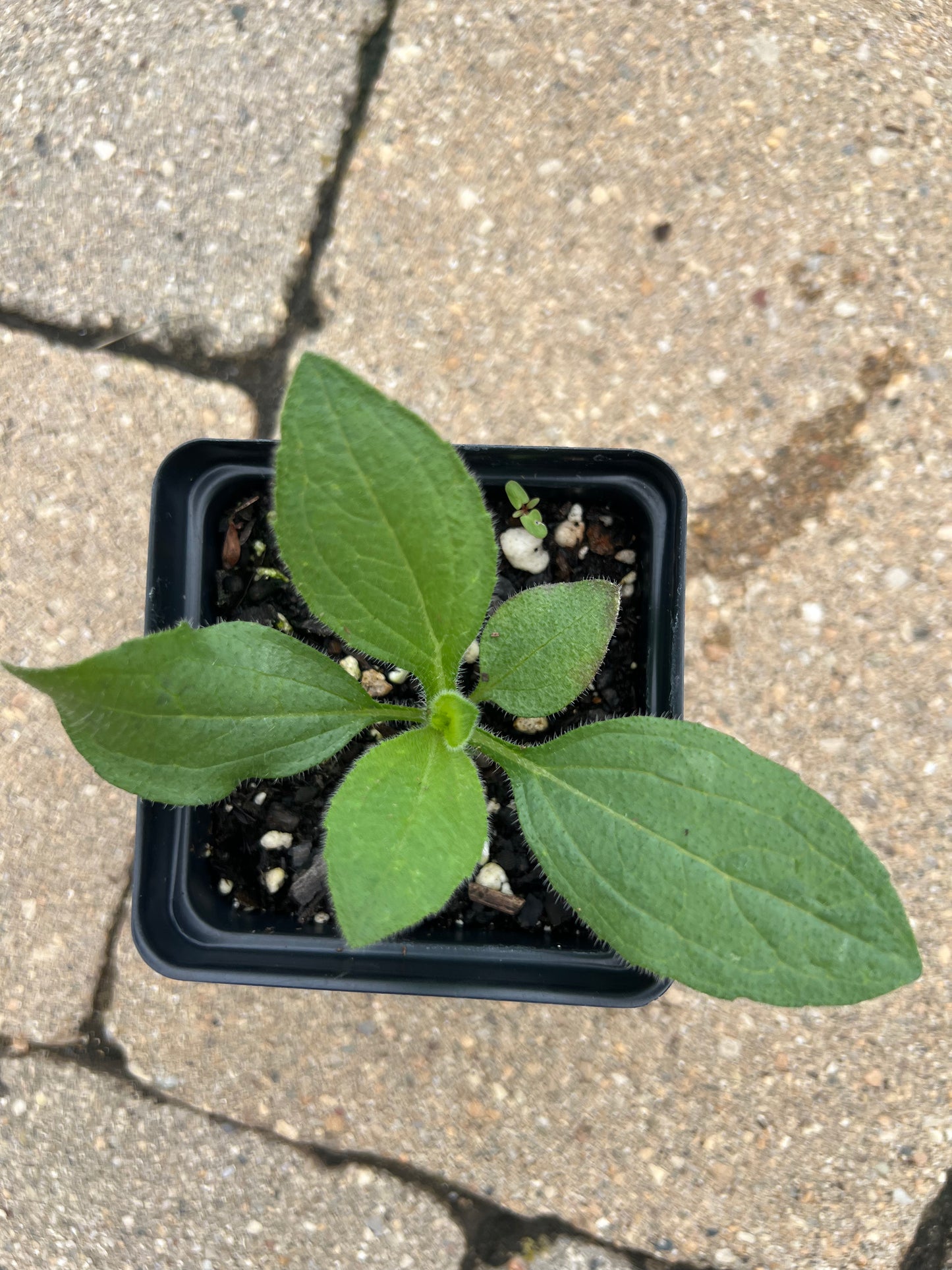 Black-eyed Susan (Rudbeckia hirta)