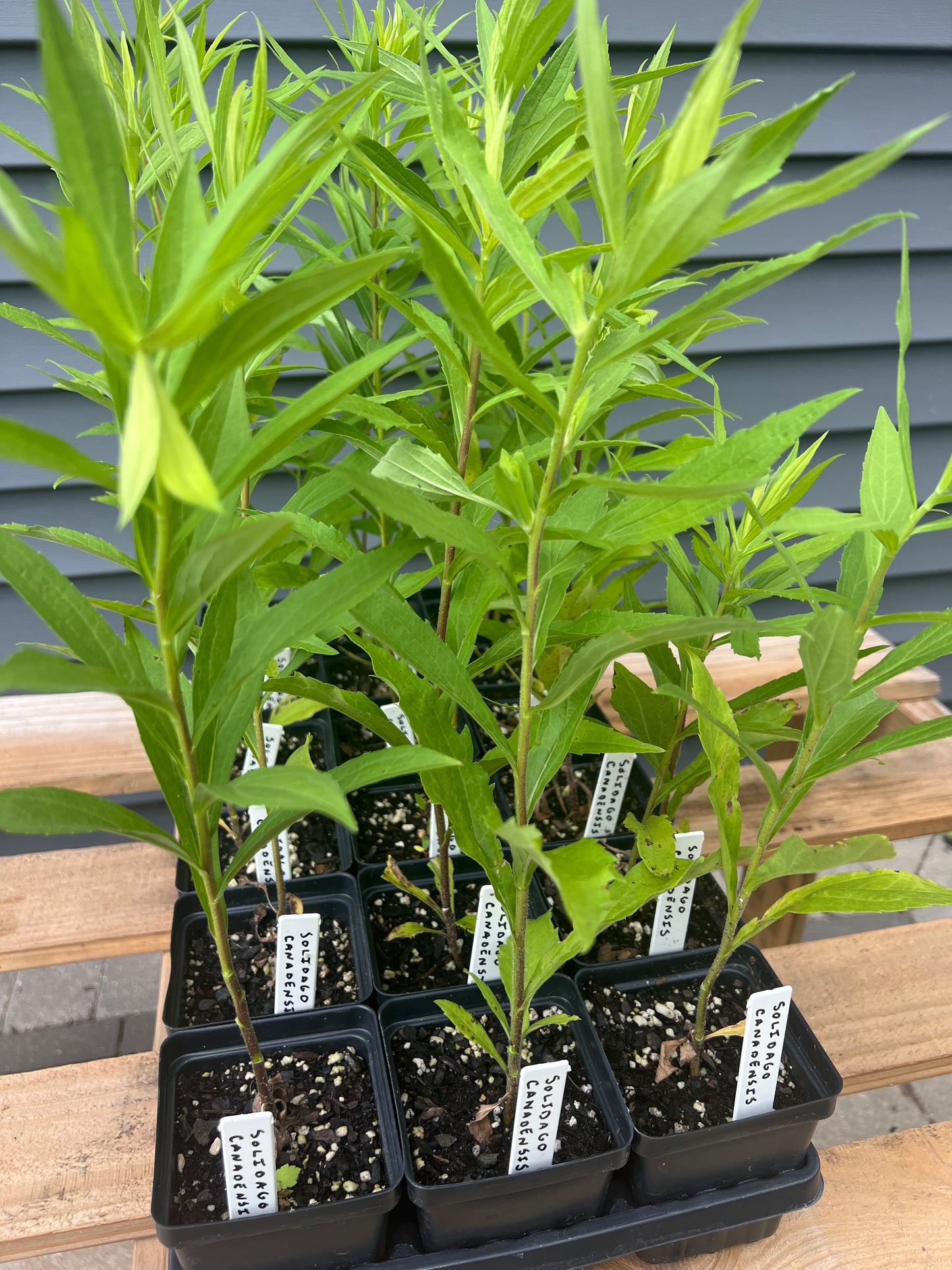 Canada Goldenrod (Solidago canadensis)