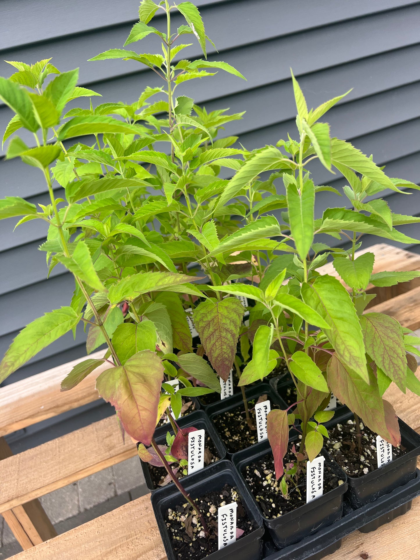 Wild Bergamot (Monarda fistulosa)