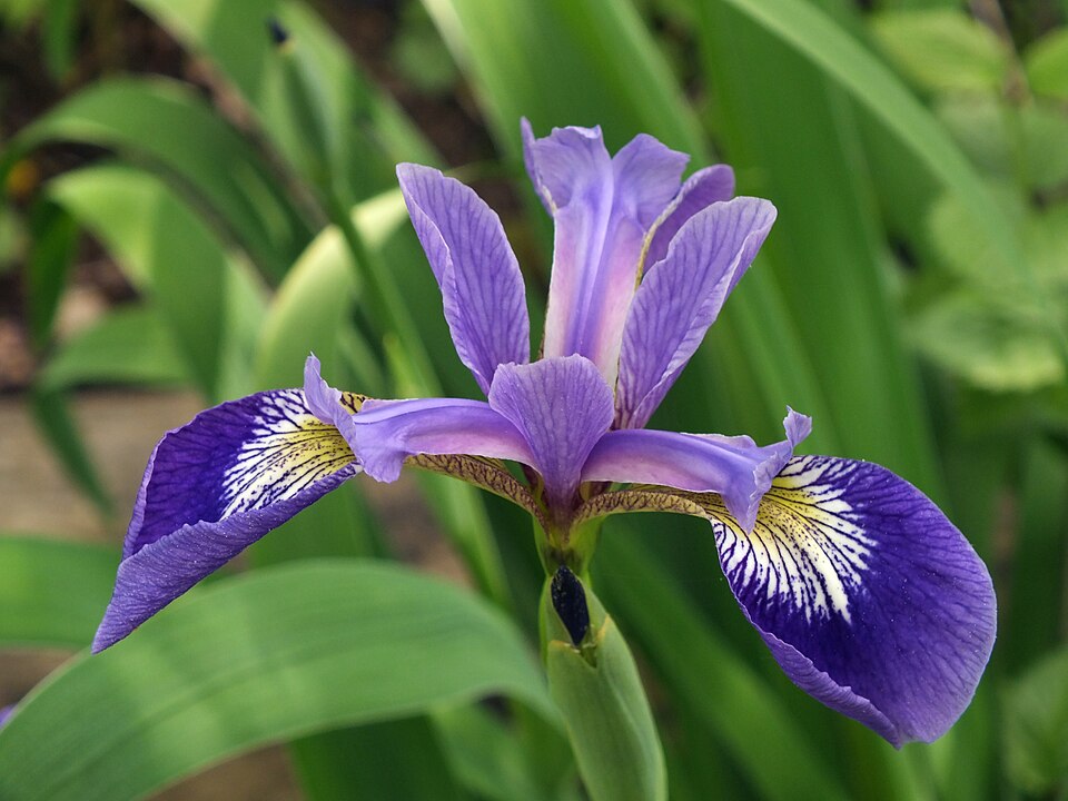 Blue Flag Iris (Iris versicolor)