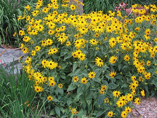 Black-eyed Susan (Rudbeckia hirta)