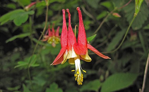 Wild Columbine (Aquilegia canadensis)