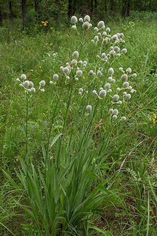Rattlesnake Master (Eryngium yuccifolium)
