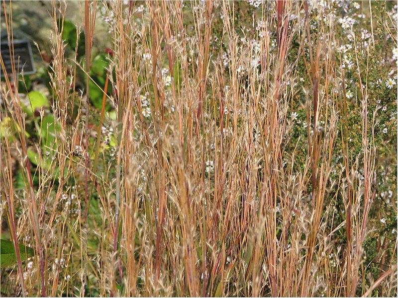 Little Bluestem (Schizachyrium scoparium)