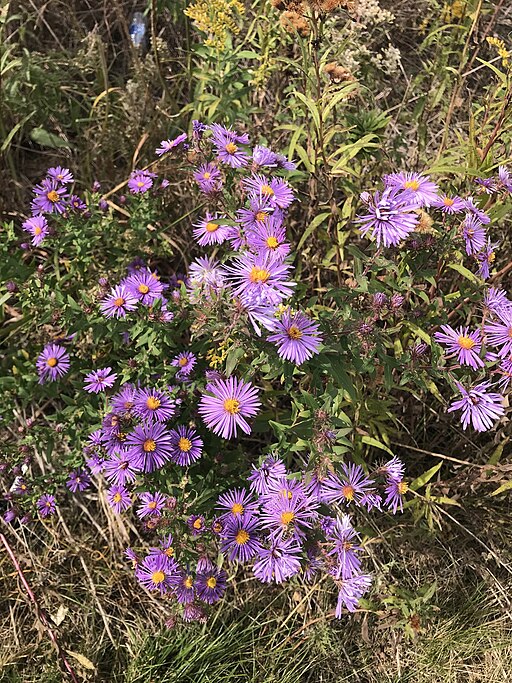 New England Aster (Symphyotrichum novae-angliae)