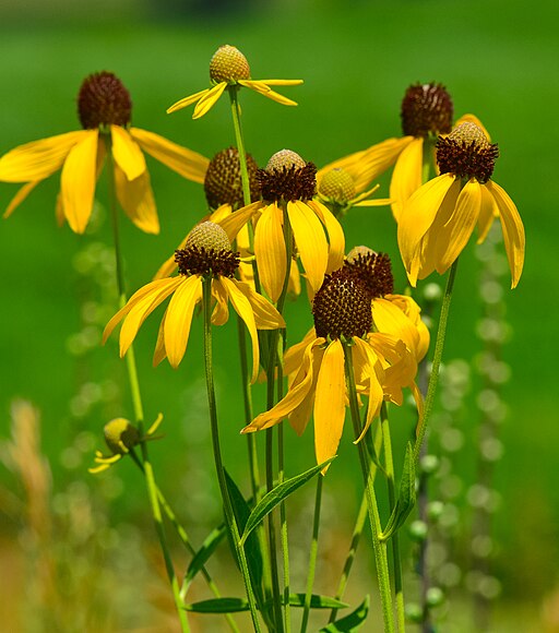 Yellow Coneflower (Ratibida pinnata)