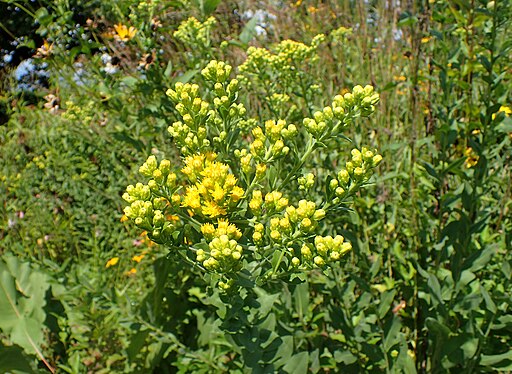Stiff-leaved Goldenrod (Solidago rigida)
