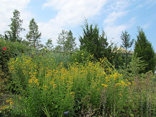 Sweet Black-eyed Susan (Rudbeckia subtomentosa)