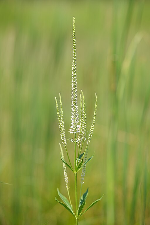 Culver's Root (Veronicastrum virginicum)