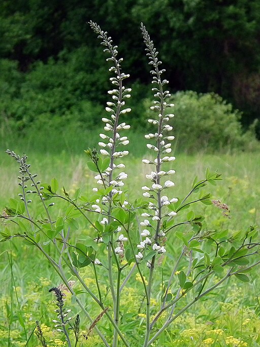 White False Indigo (Baptisia alba)