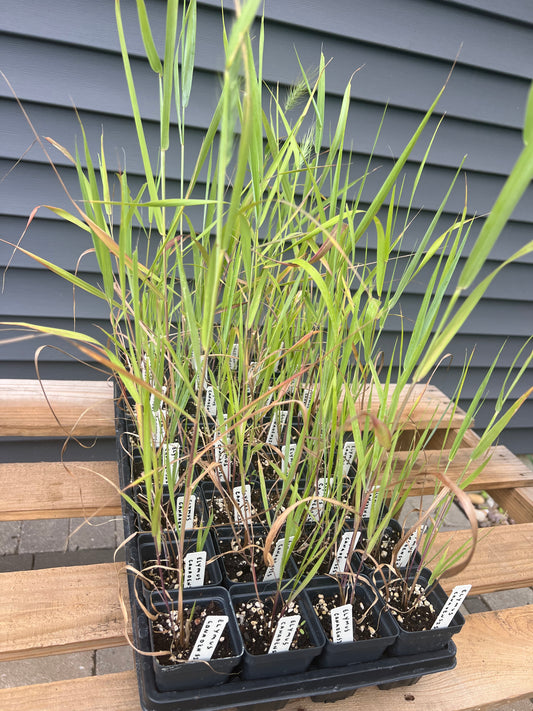 Canada Wild Rye (Elymus canadensis)