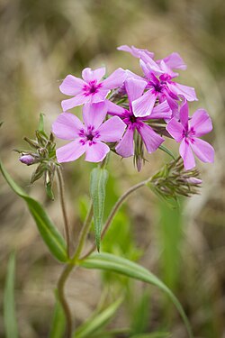 Prairie Phlox (Phlox pilosa)