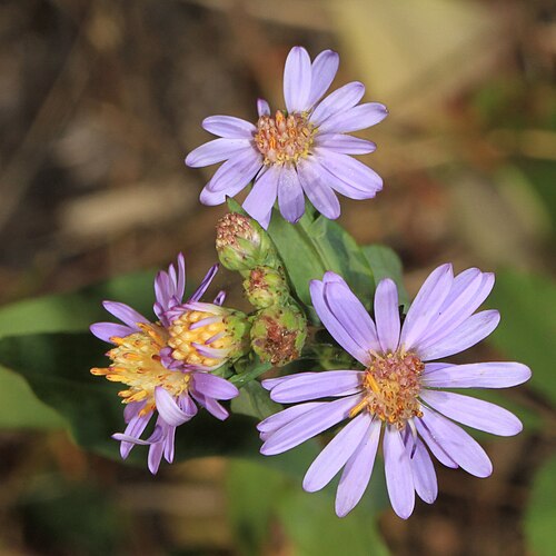 Smooth Blue Aster (Symphyotrichum laeve)