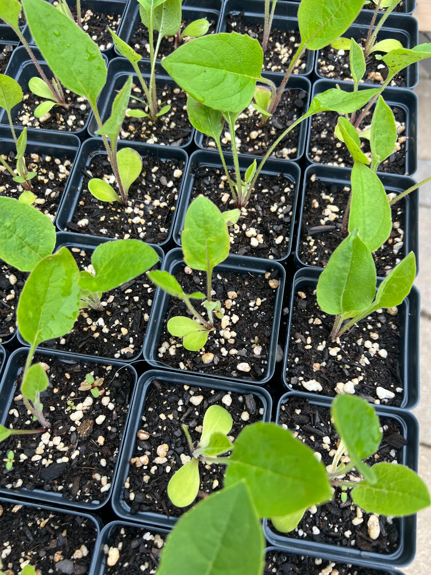 Cup Plant (Silphium perfoliatum)