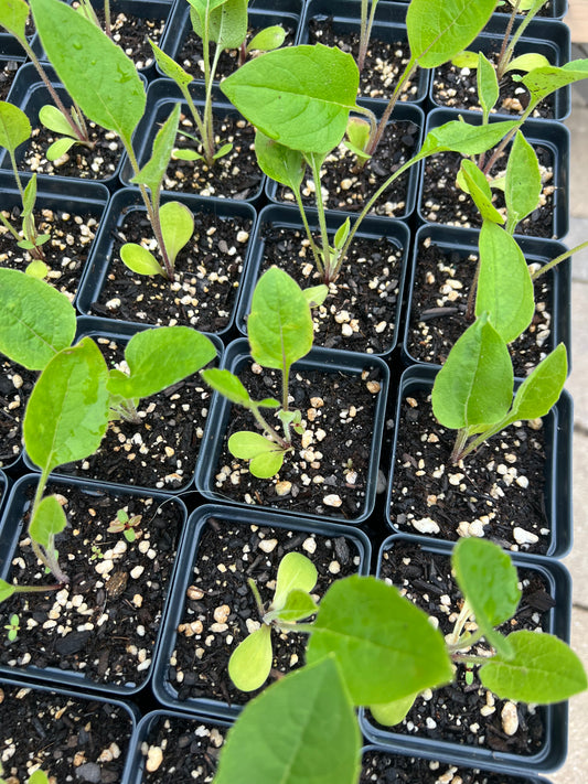 Cup Plant (Silphium perfoliatum)