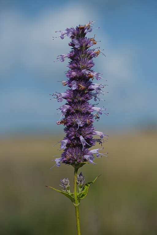 Anise Hyssop (Agastache foeniculum)