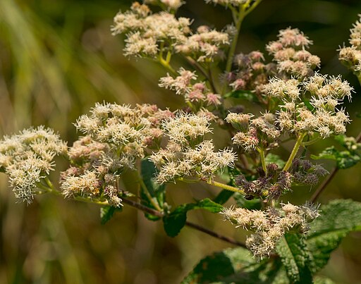 False Boneset (Brickellia eupatorioides)