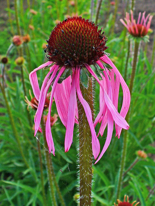 Pale Purple Coneflower (Echinacea pallida)