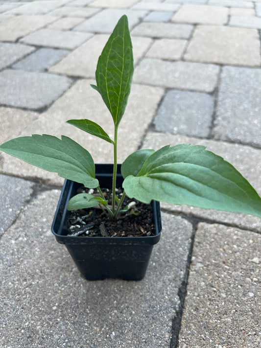 Yellow Coneflower (Ratibida pinnata)