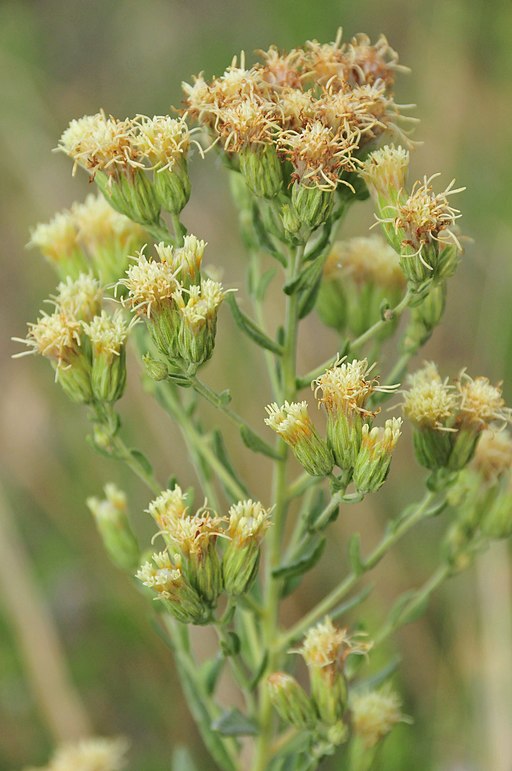 False Boneset (Brickellia eupatorioides)