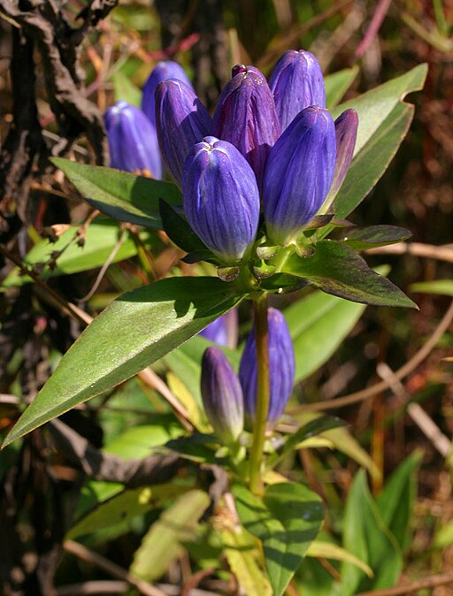 Bottle Gentian (Gentiana andrewsii)