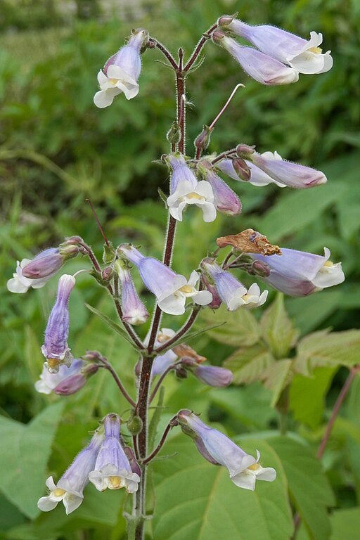 Hairy Beardtongue (Penstemon hirsutus)