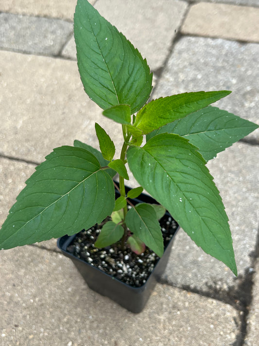 Wild Bergamot (Monarda fistulosa)