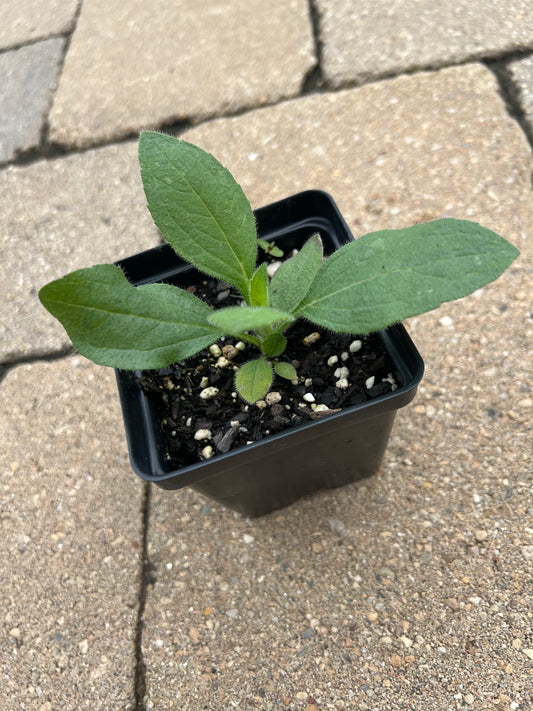 Black-eyed Susan (Rudbeckia hirta)