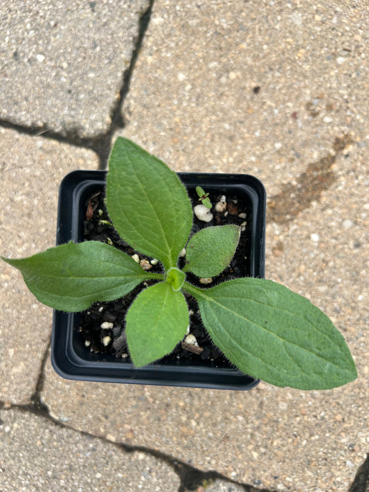 Black-eyed Susan (Rudbeckia hirta)