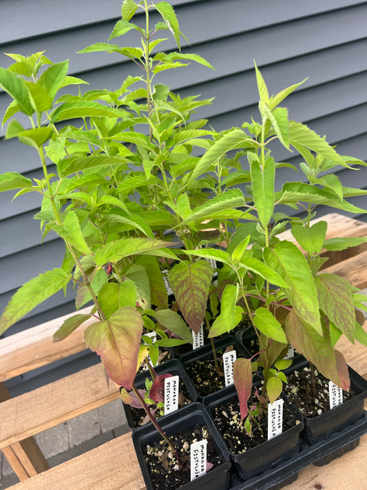 Wild Bergamot (Monarda fistulosa)