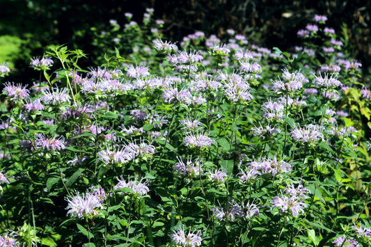 Wild Bergamot (Monarda fistulosa)