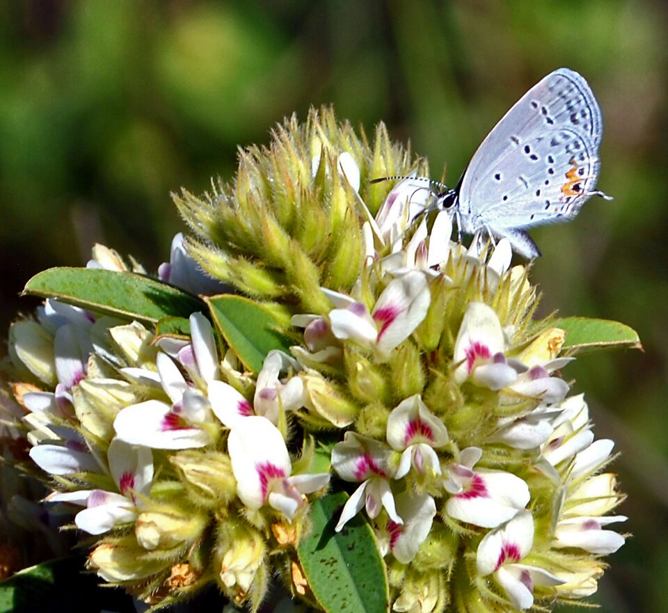 Round-headed Bush Clover (Lespedeza capitata)
