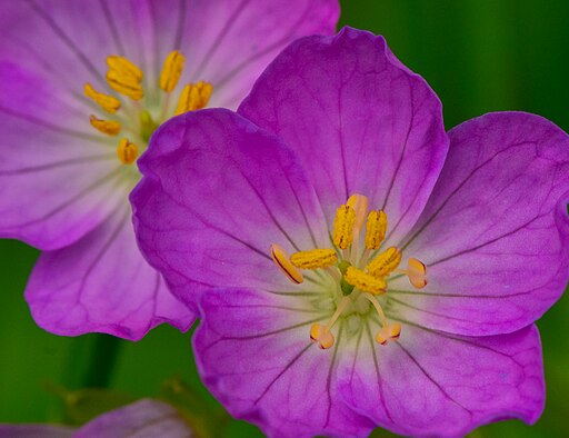 Wild Geranium (Geranium maculatum)