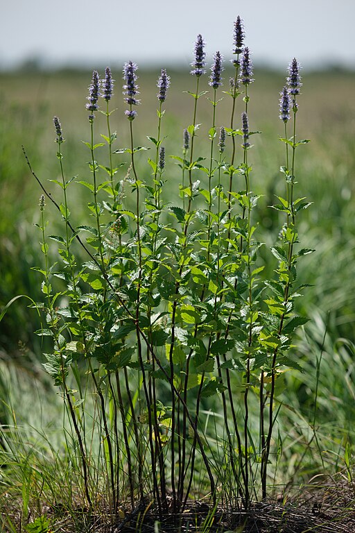 Anise Hyssop (Agastache foeniculum)