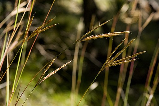 Big Bluestem (Andropogon gerardii)