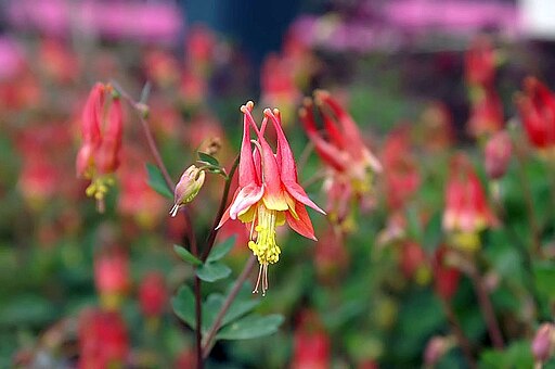 Wild Columbine (Aquilegia canadensis)