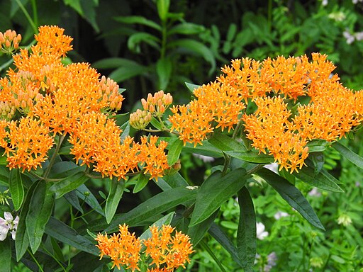 Butterfly Weed (Asclepias tuberosa)