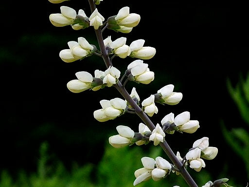 White False Indigo (Baptisia alba)