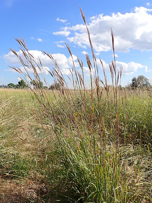 Big Bluestem (Andropogon gerardii)