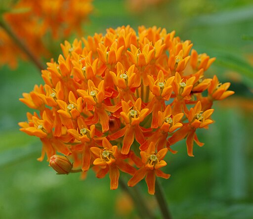 Butterfly Weed (Asclepias tuberosa)