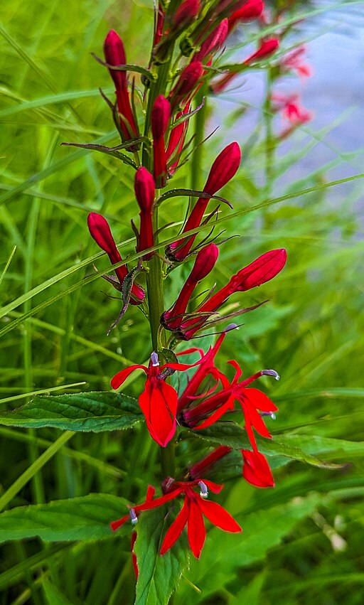 Cardinal Flower (Lobelia cardinalis)